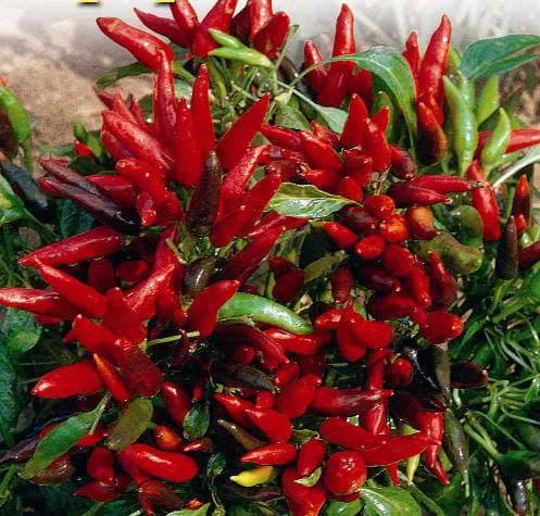 Hạt giống ớt chùm đỏ siêu cay Thái Lan - 30 hạt