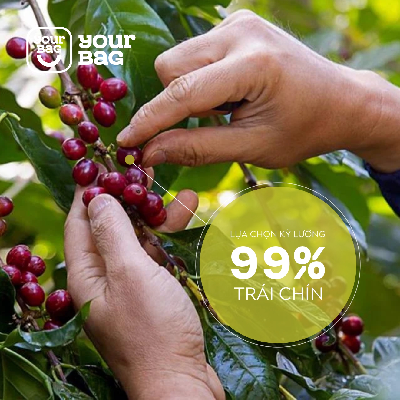 Cà Phê Rang Mộc Nguyên Chất Challenge Me (250g) - Pha Phin, Pha Máy, Nguyên Hạt | YourBag