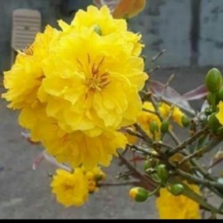 BẦU CÂY MAI VÀNG GIỐNG-CÁNH KÉP
