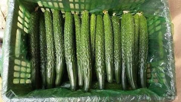 Hạt giống dưa chuột kiếm nhật gói 20 hạt