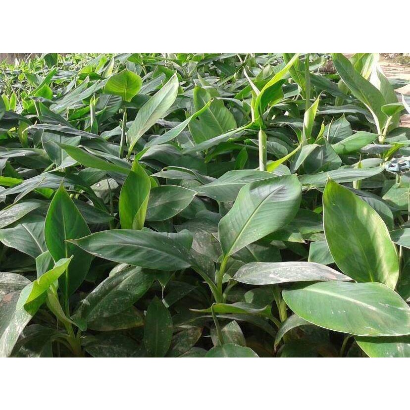 Cây giống chuối sứ cấy mô (siêu sớm)