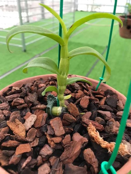 lan phi điệp đột biến 5 cánh trắng MẮT TRÂU (5CT),