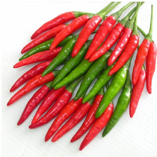 Ớt chỉ thiên