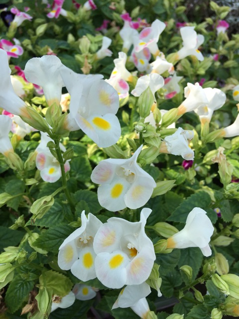 Hạt giống hoa mắt nai (hoa tô liên/ torenia)