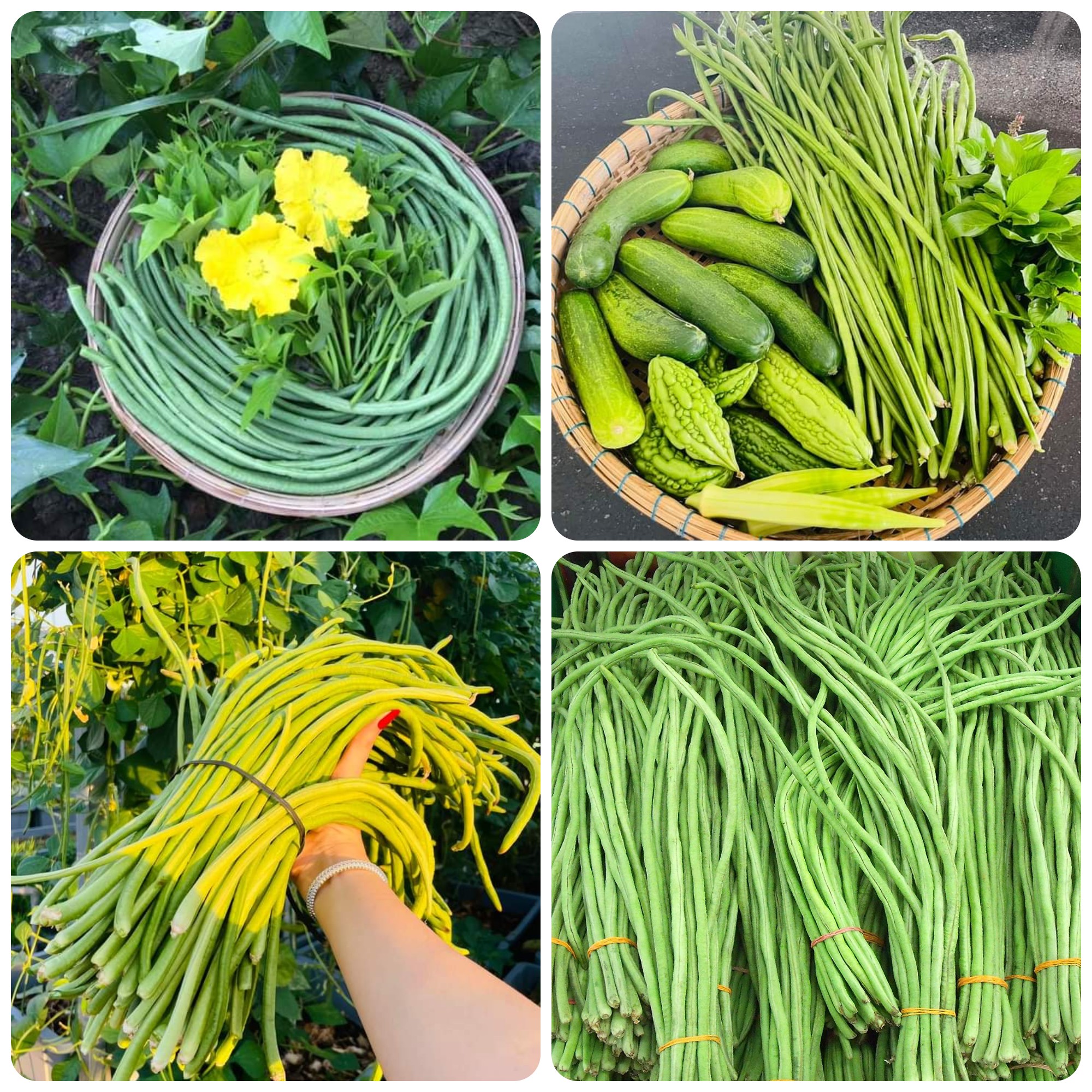 Hạt giống Đậu đũa cao sản hạt đen gói 20gr
