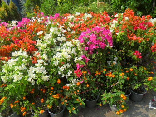 CÂY HOA GIẤY ĐỦ MÀU BẦU NHỎ