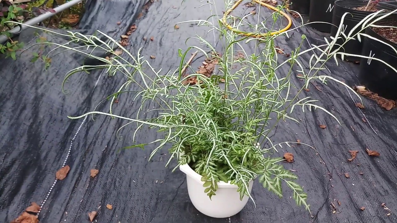 Cây lữ phụng tiên - Cây cảnh mini