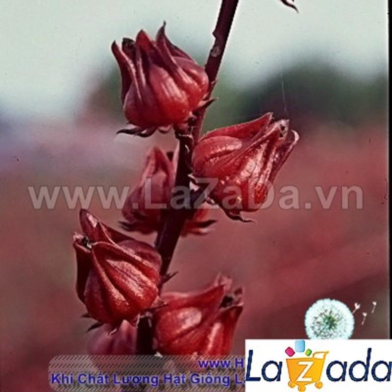 5Gr Hạt Giống Bụp Giấm (A5.104| C53*V32*M152)