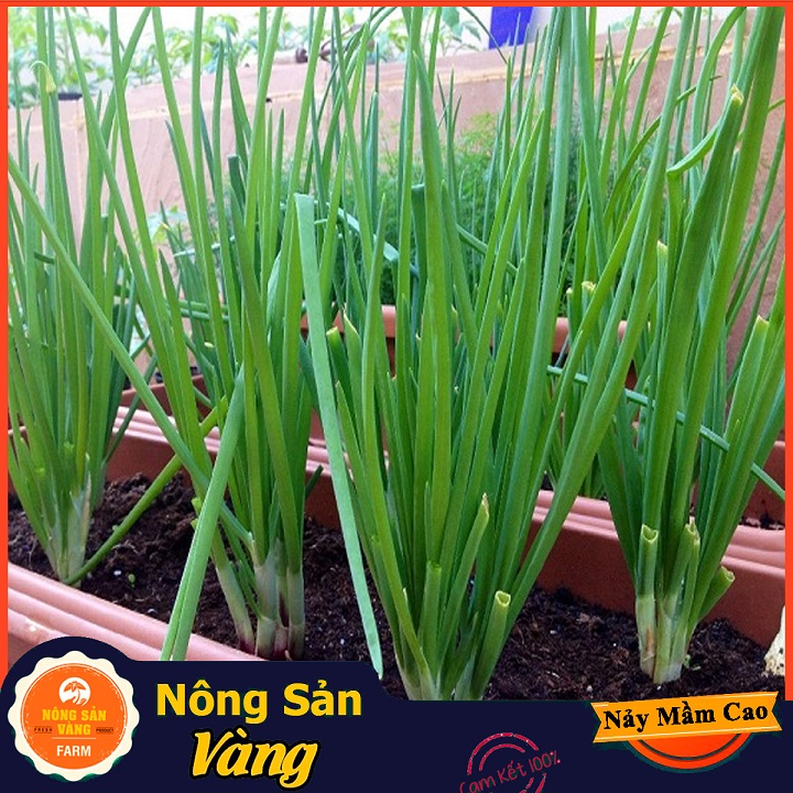 Easy-to-grow leaf onion seeds essential every home Rice (2 gram pack)-shallow yellow