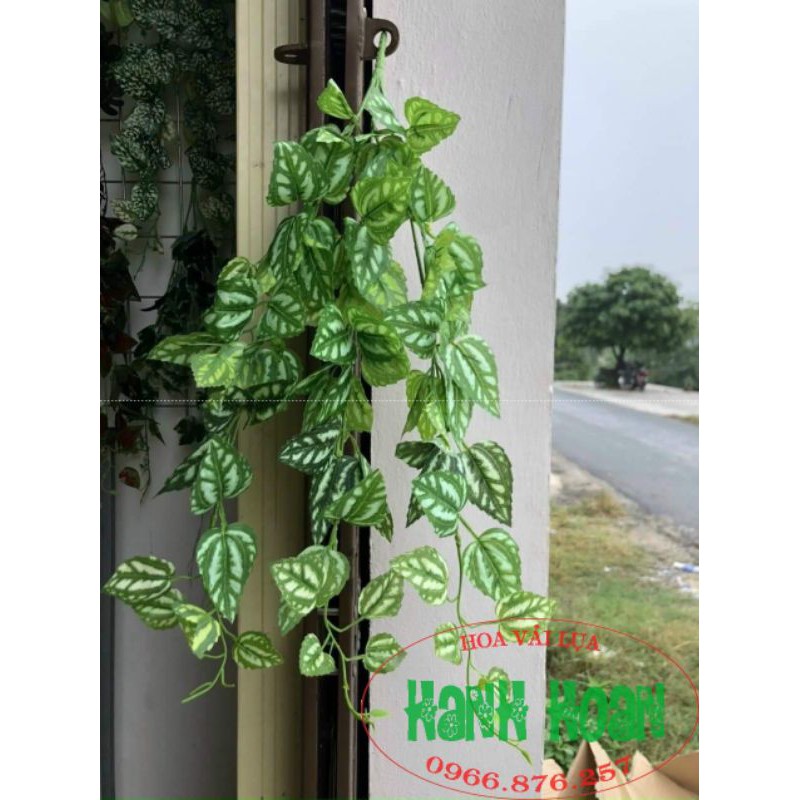 Bụi rủ lá 3 nhánh - cây cỏ giả