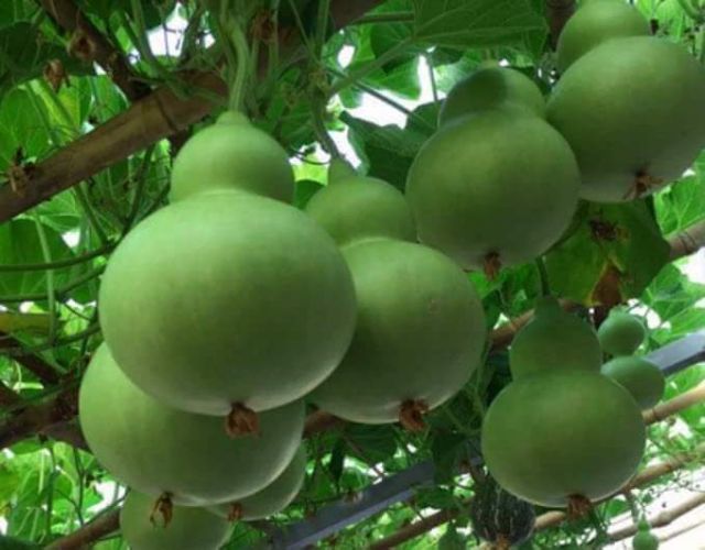 Hạt Giống Bầu Hồ Lô Khổng Lồ