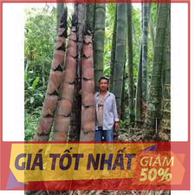 Cây tre khổng lồ thái lan, cây giống chuẩn, chất lượng, năng suất cao