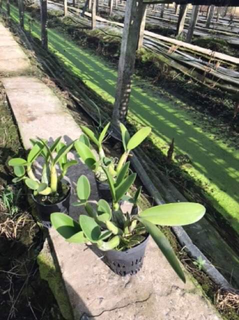 HOA LAN ỐNG ĐIẾU