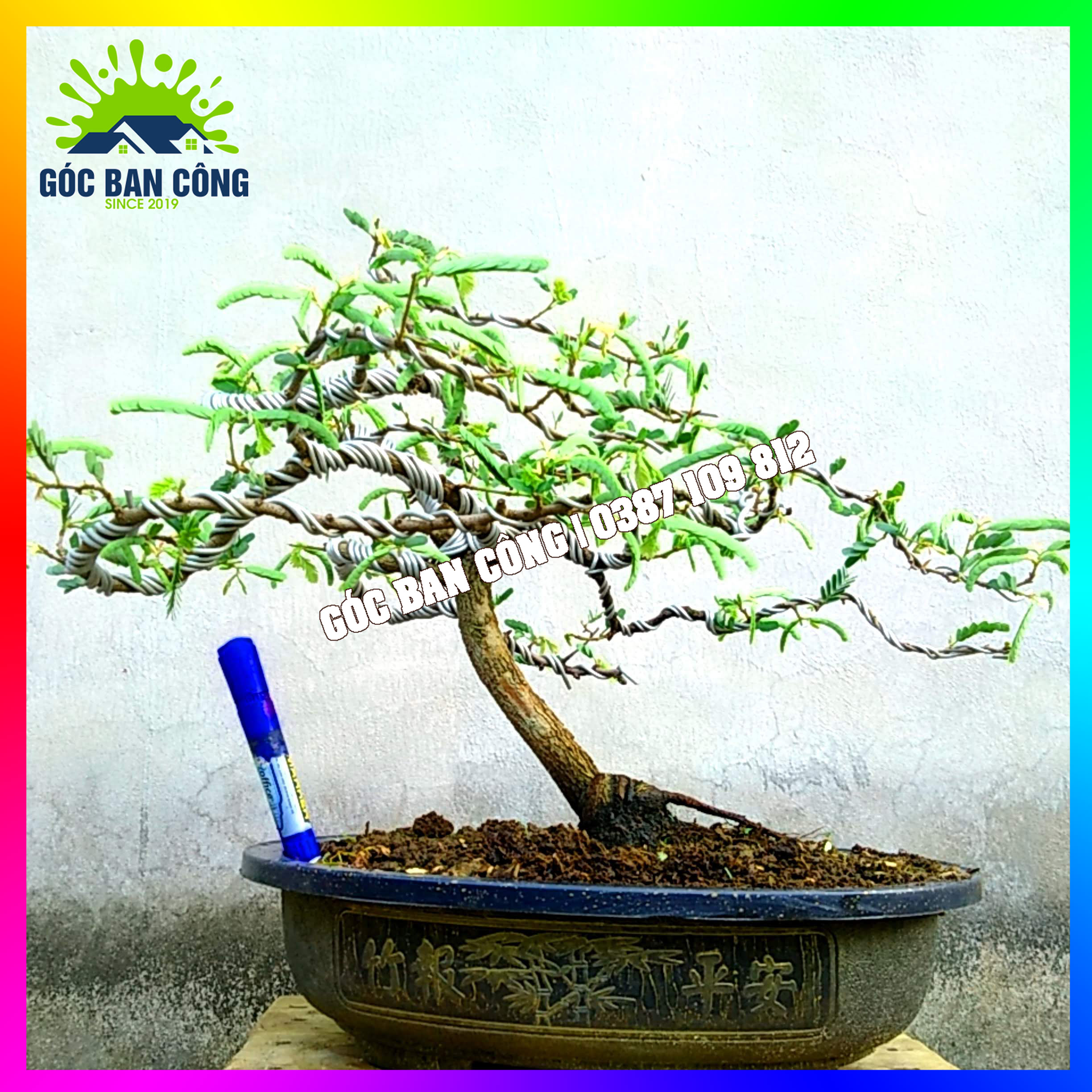 Cây Me Bonsai Mini Dáng Bạt Phong Gió Lùa