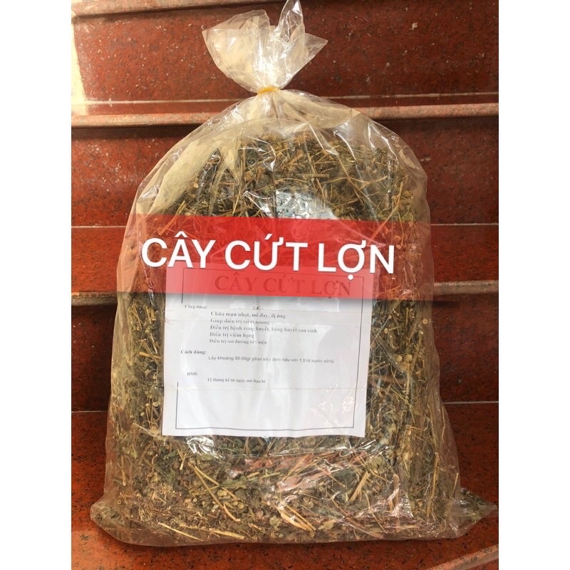 1kg Cây Cứt Lợn Khô cho người Viêm Xoang, Viêm mũi dị ứng