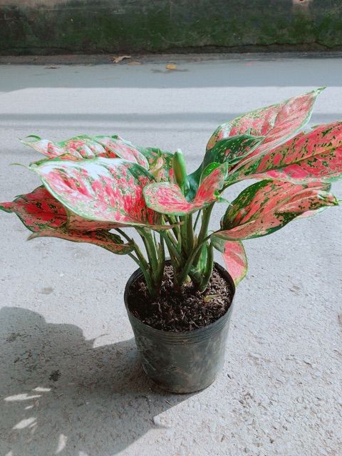 Cây Vạn Lộc