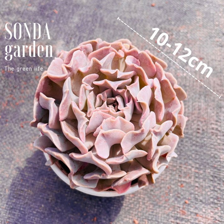SEN ĐÁ VIOLET ROSE SIZE TRUNG BÌNH KHỎE ĐẸP LỖI 1 ĐỔI 1