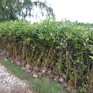 Cây Bần Chua -lz8