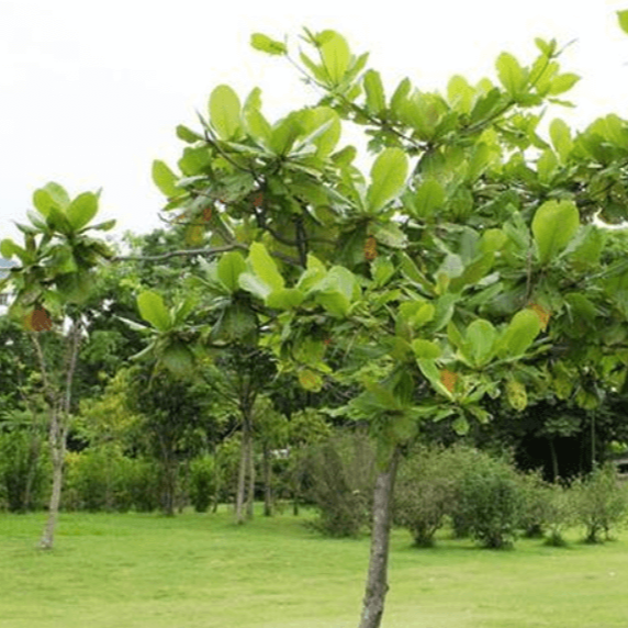Cây Bàng Ta Giống 40cm