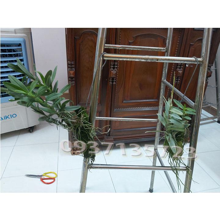 [HCM]cây lan epi [ màu đỏ  màu vàng ]