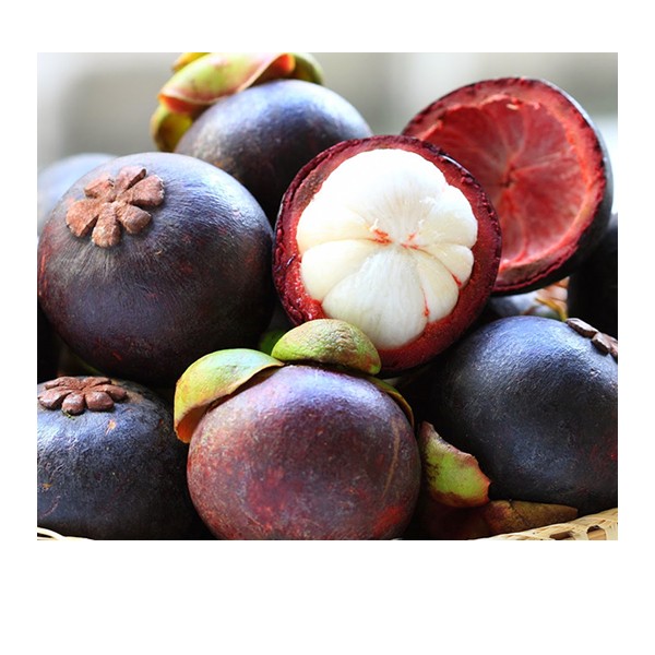 Cây giống măng cụt