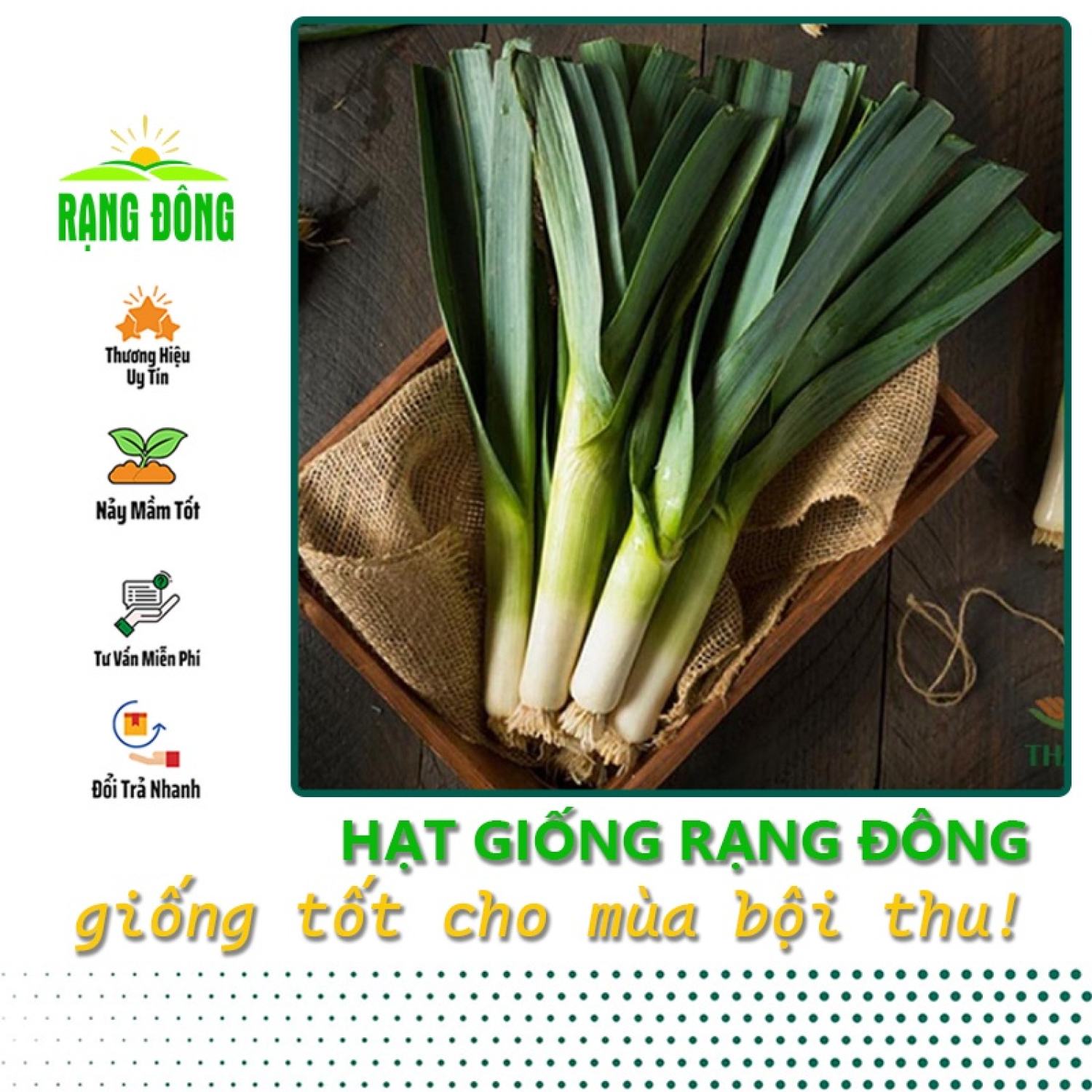 Hạt giống tỏi tây trồng quanh năm, kháng bệnh tốt - hạt giống rạng đông