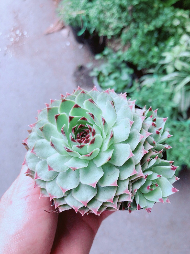Phật Bà Viền Đỏ