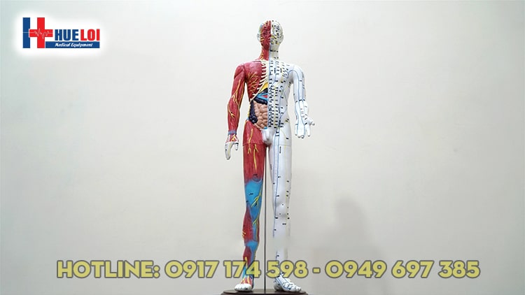 Mô hình huyệt vị người 65cm