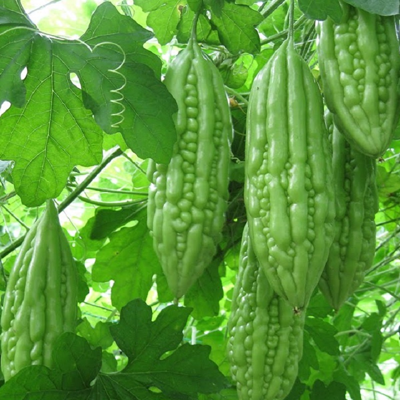 Hạt giống khổ qua cao sản 50 - 60 hạt khổ qua OP giá rẻ