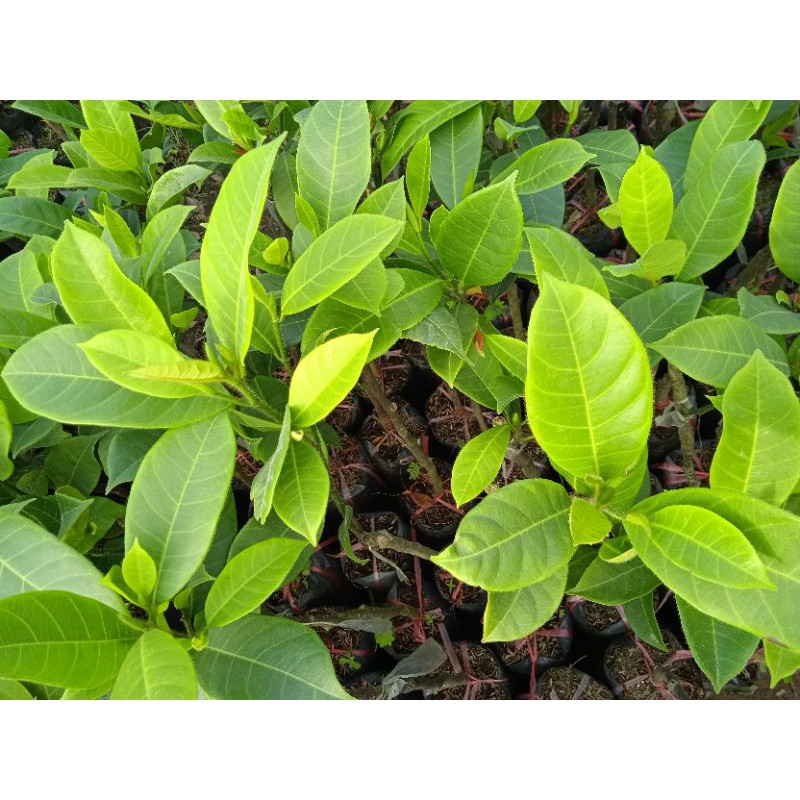 Mít tố nữ siêu trái