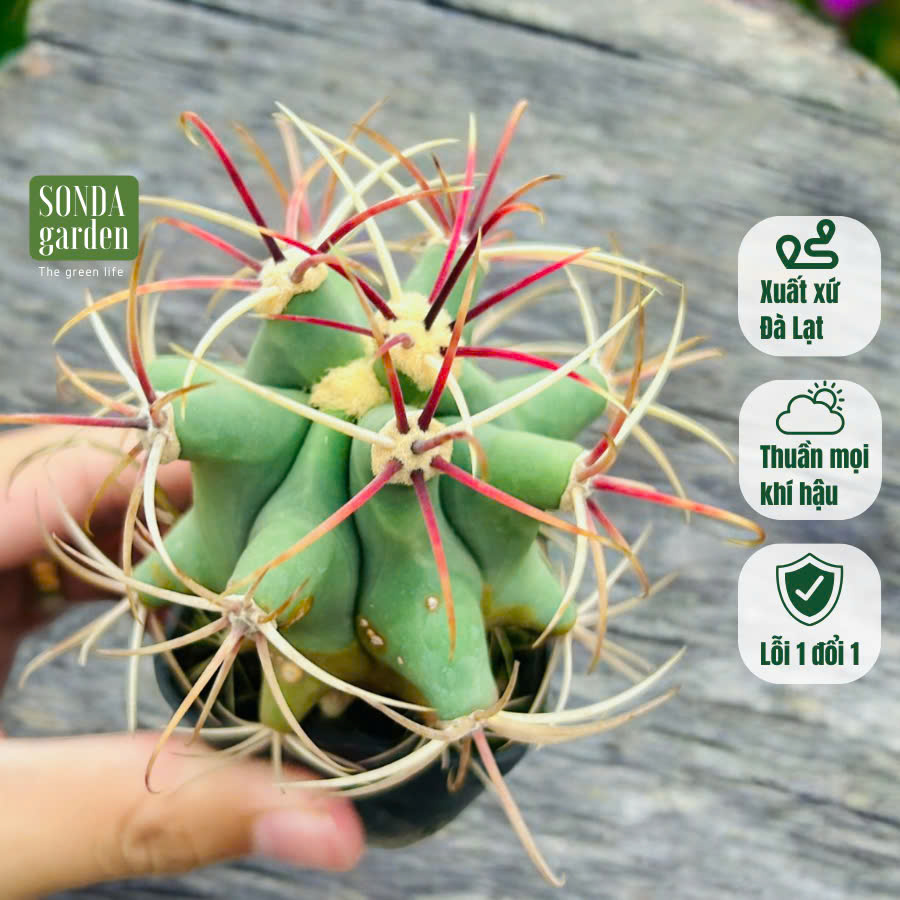 Xương rồng cory size bé lỗi 1 đổi 1