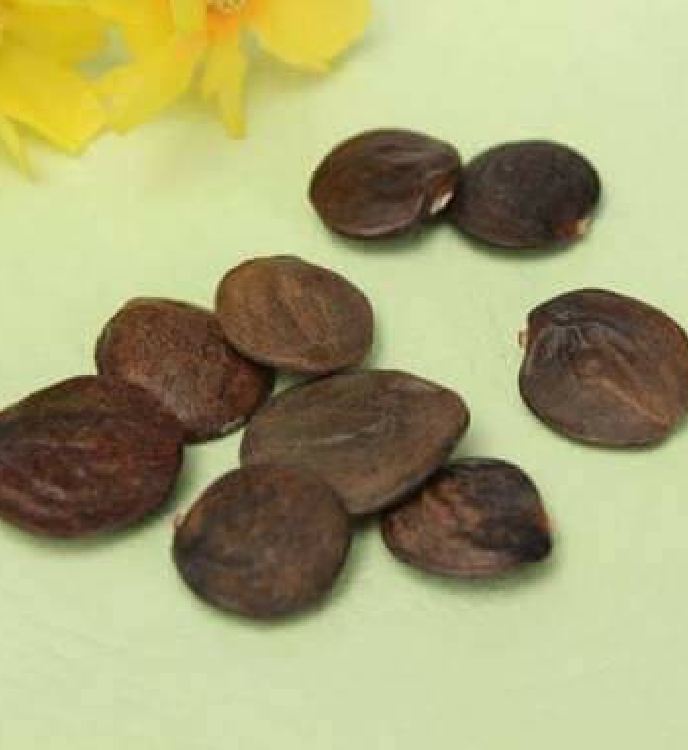 Hạt giống hoa tử đằng mix màu ( gói 5 hạt)