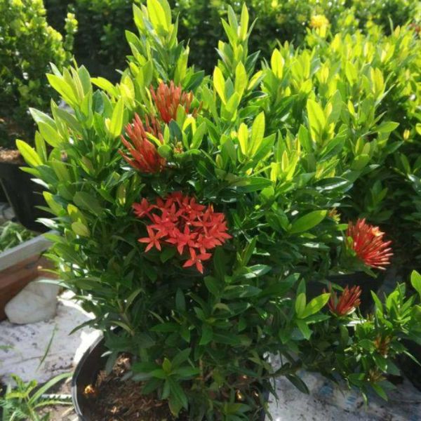 Cây Bông Trang Thái Hoa Đỏ - Cây cảnh sân vườn