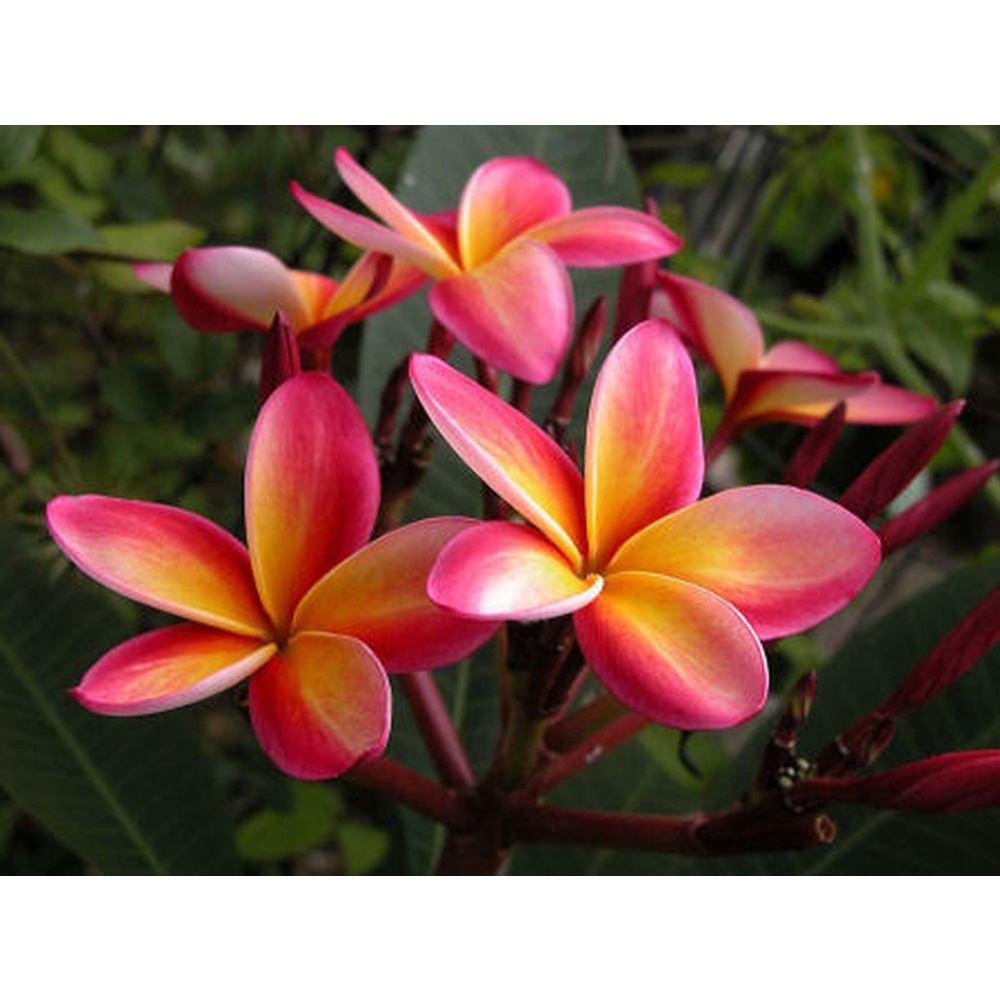 CÂY HOA ĐẠI ĐỎ (HOA SỨ , HOA SỨ CÙI ) SIÊU ĐẸP-BẦU CÂY GIỐNG