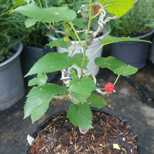 cây Dâu Tằm Bonsai ĐANG NHIỀU QUẢ