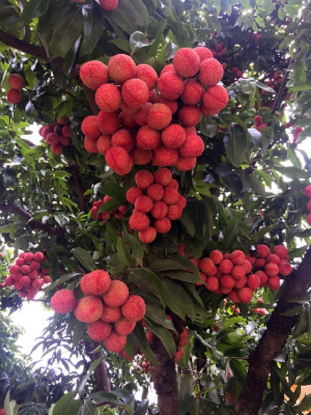 CÂY GIỐNG VẢI THIỀU SIÊU QUẢ DÒNG QUẢ SỚM