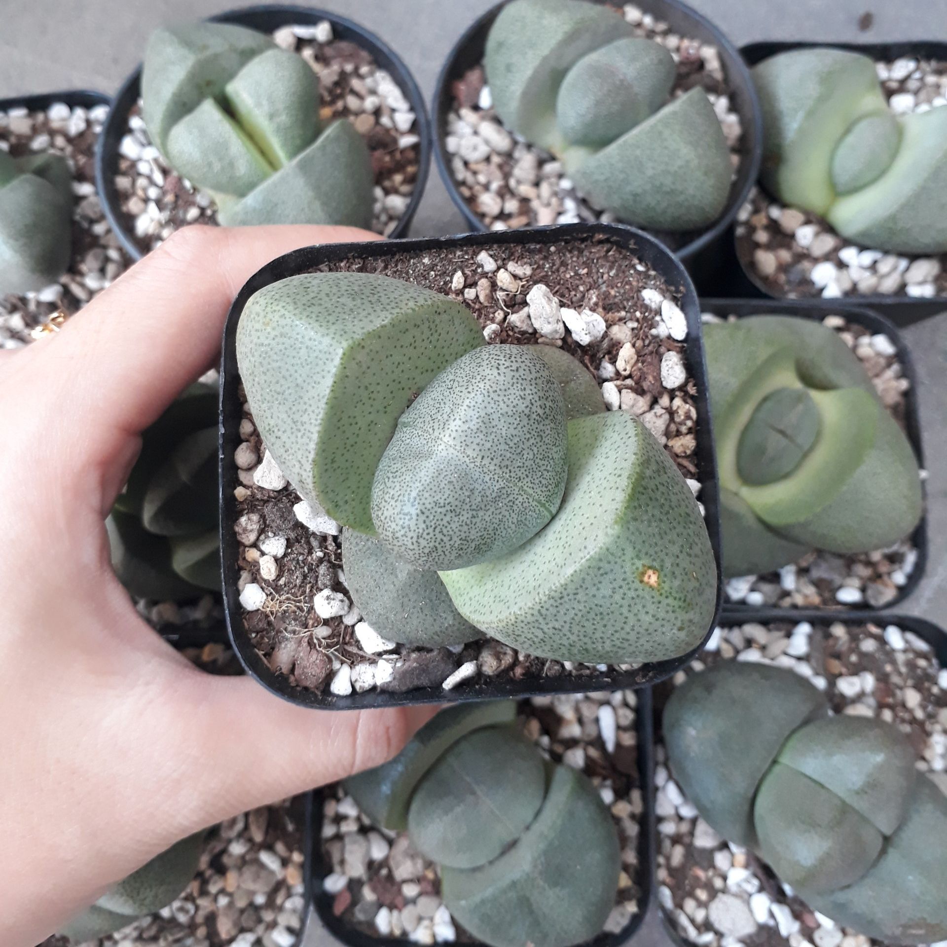 Sen Đá Hột Vịt Lộn Siêu To (Sen Mông/Lithops/Thạch Lan)
