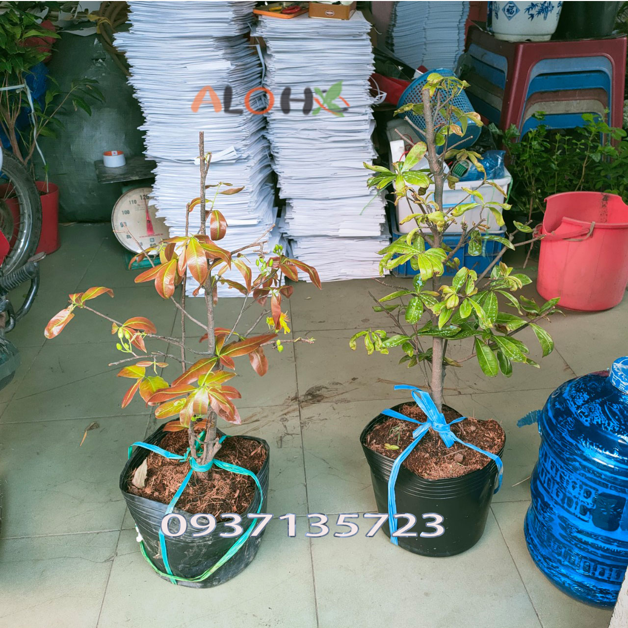 [HCM]CÂY MAI VÀNG -[CÂY TRUNG]