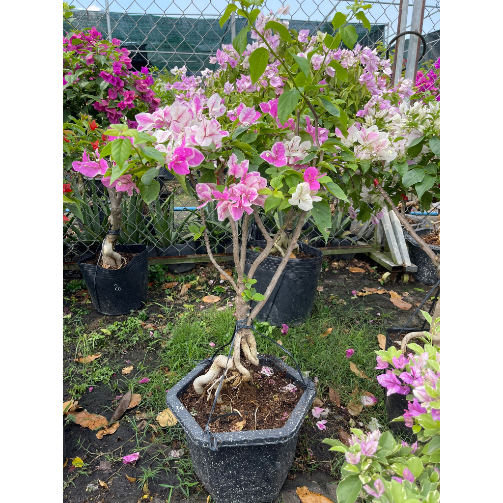 Chậu cây hoa giấy Hồng Gân bonsai