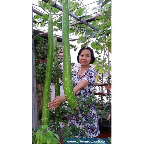 "Gói 10 Hạt " Hạt giống bầu sao trái dài( bầu sao quê )