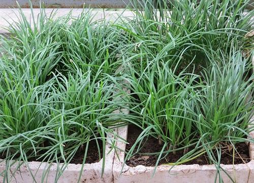 Hạt Giống Hẹ Ăn Bông Dễ trồng 1gr