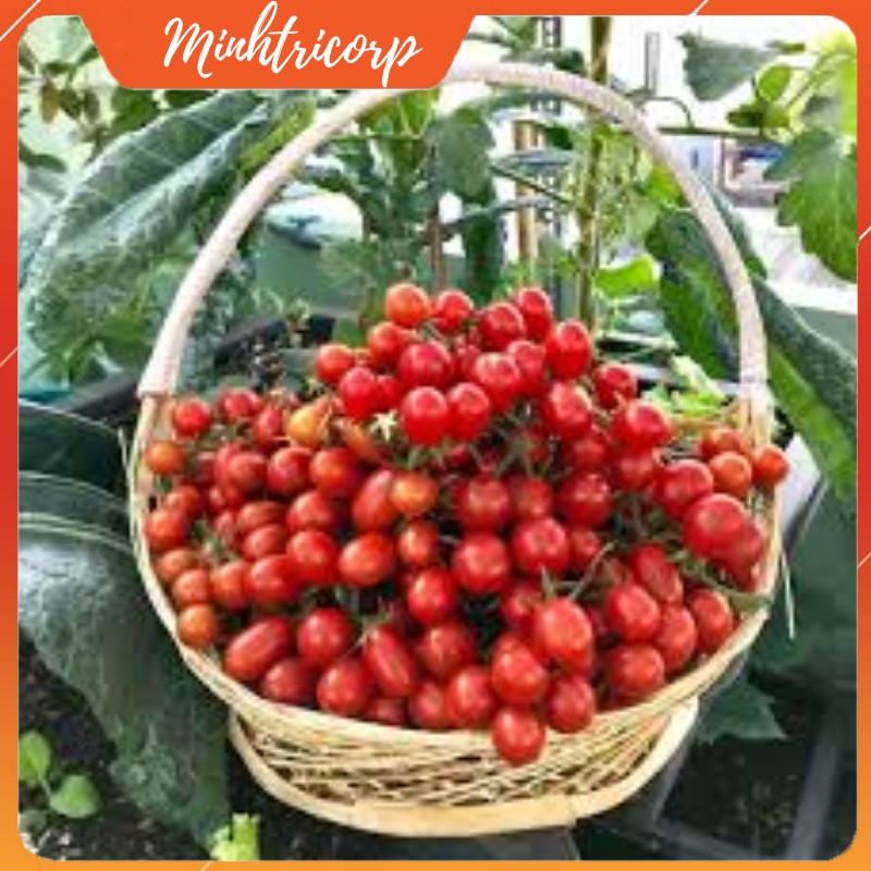 [HCM]Hạt Giống Cà Chua SUGAR CHERRY NHẬP MỸ