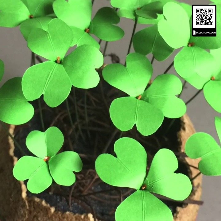 "Gói 50 Hạt " Hạt giống cây cỏ ba lá ( cỏ 3 lá )