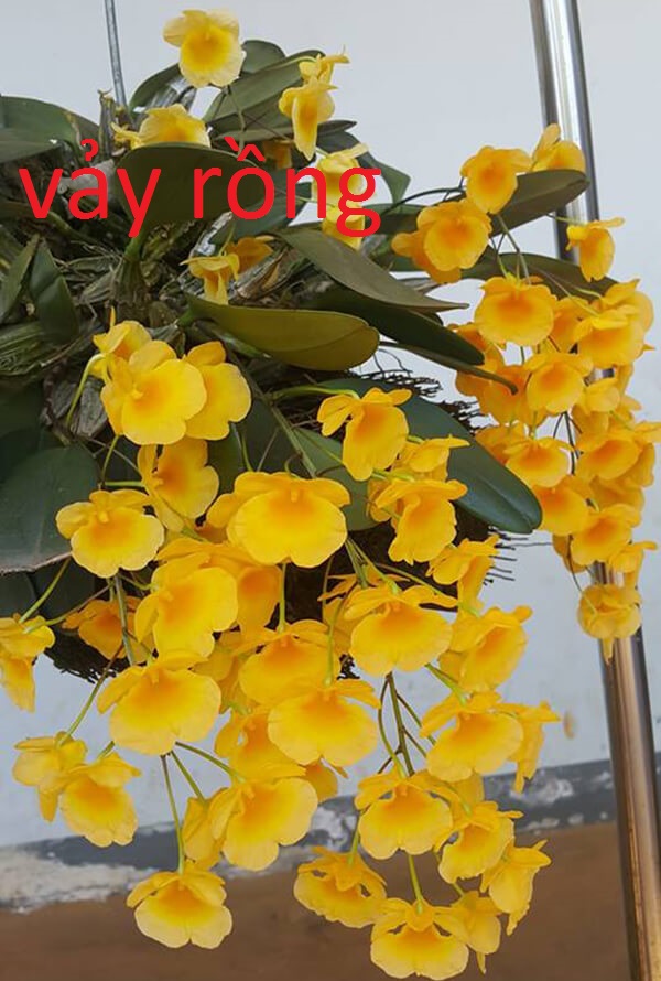 lan rừng vảy rồng bó 200g 55k