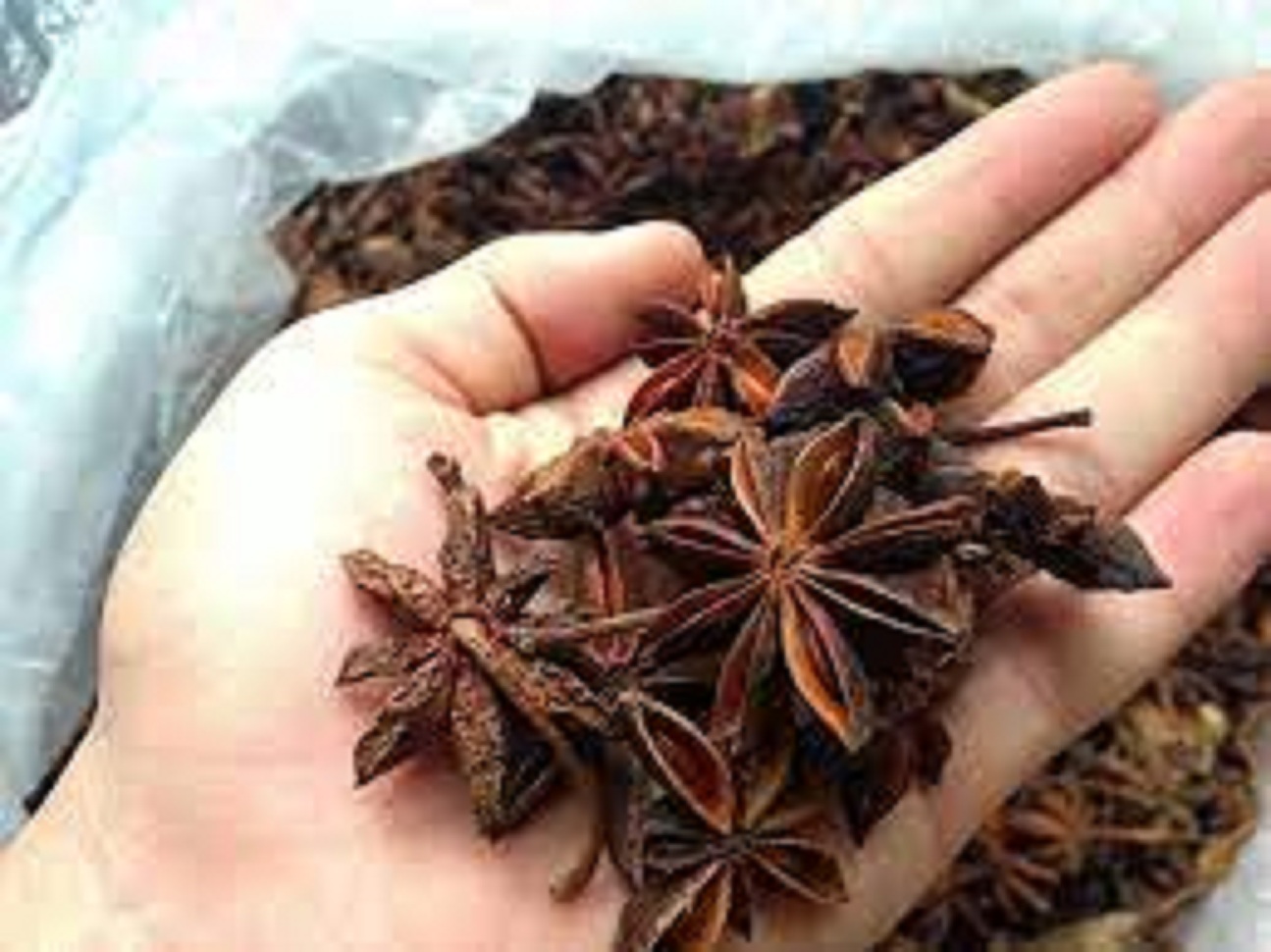 Hoa hồi khô 50g - 100g