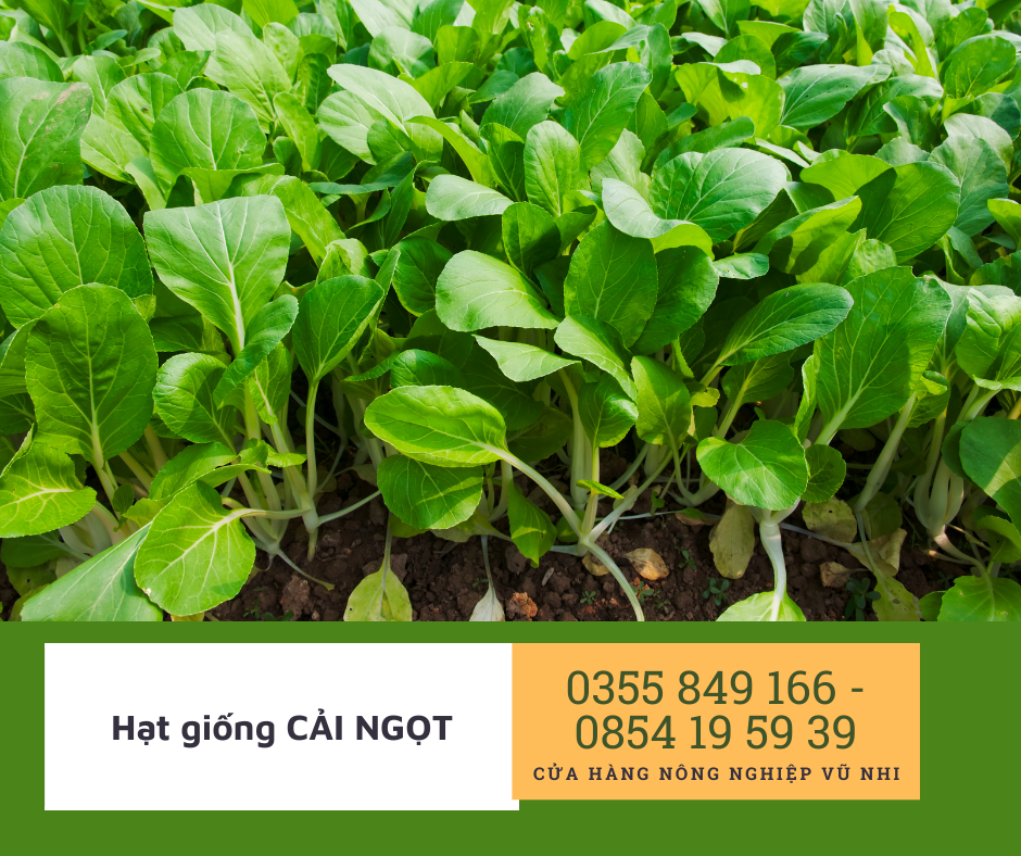 Hạt giống rau cải ngọt 20gr