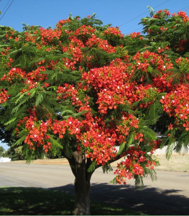 "Gói 5 "Hạt giống hoa phượng vĩ đỏ [Seeds]