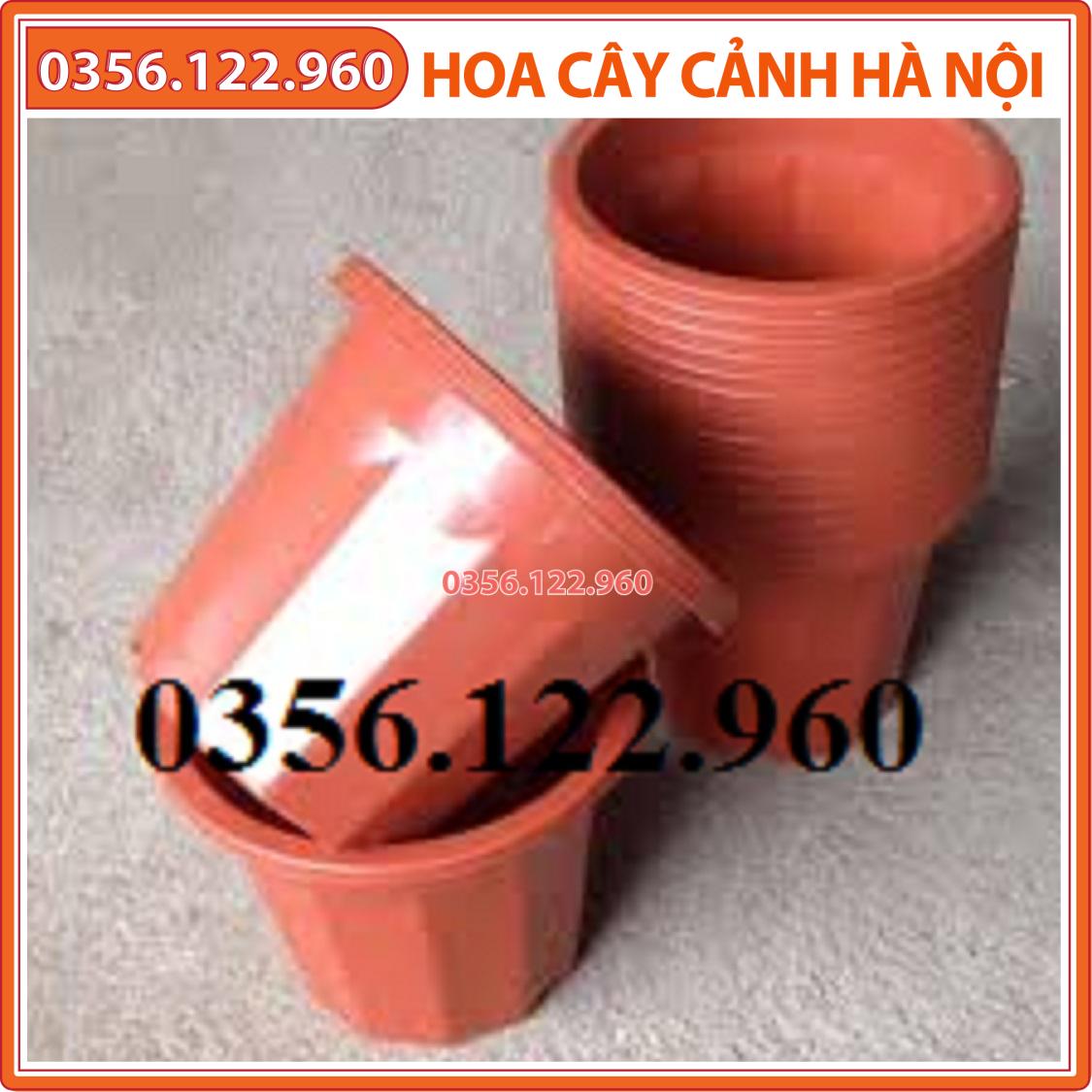 Combo 10 chậu nhựa trồng cây E260 Kt 19x15