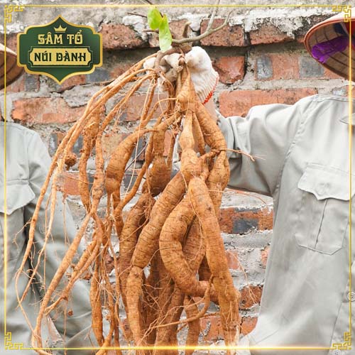 Củ Sâm Nam núi Dành 7 năm tuổi tươi 1kg - Sâm Tổ núi Dành