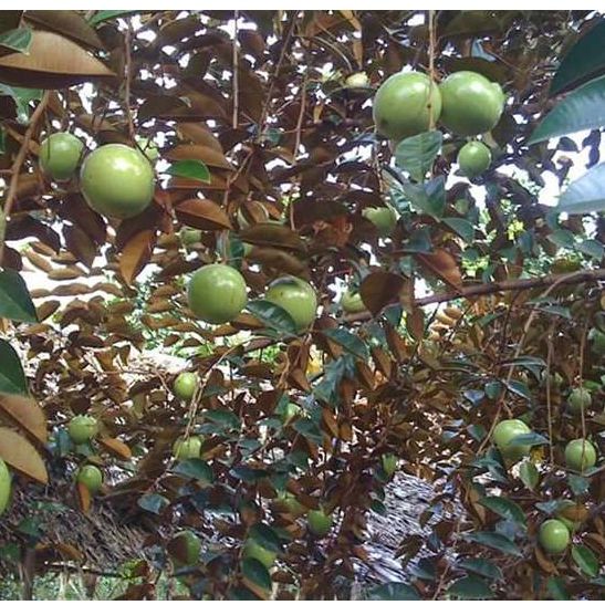 Cây giống vú sữa lò rèn ( ảnh thật cam kết chuẩn giống)